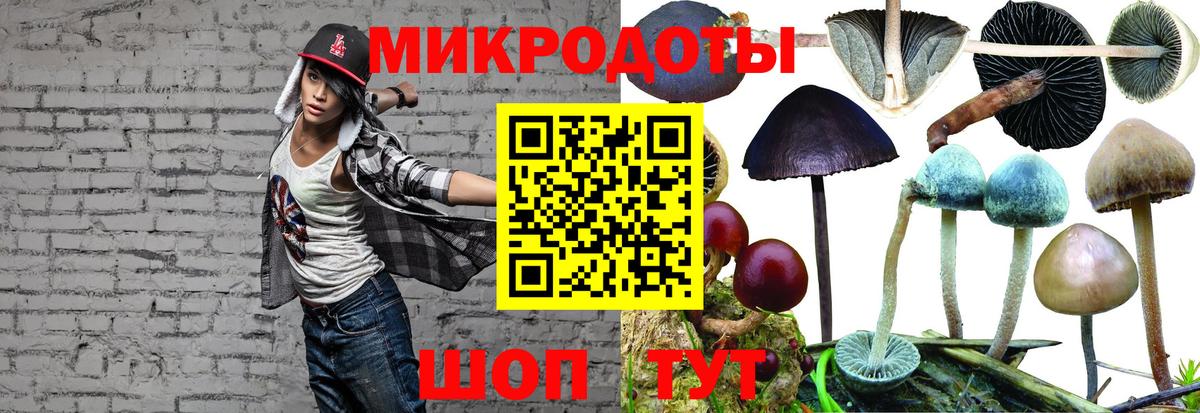 Псилоцибиновые грибы Psilocybine cubensis Пятигорск